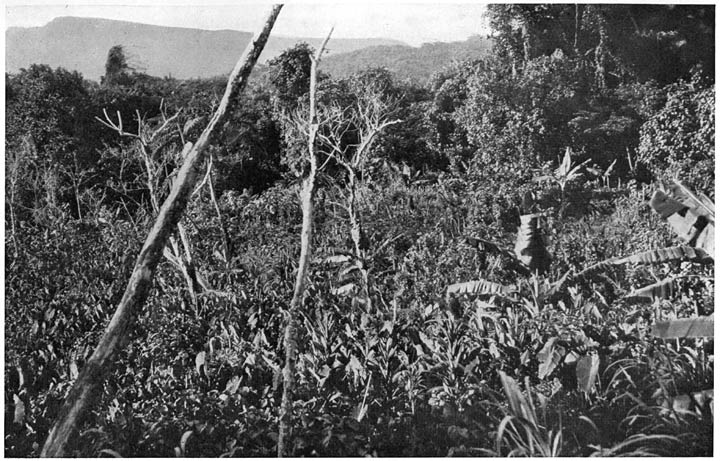 NATIVE TARO FIELD ON MAEVO.