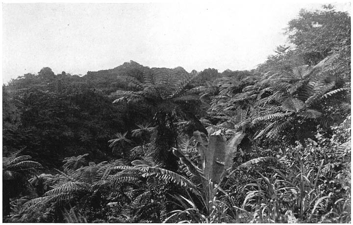 FERN TREES ON AMBRYM.