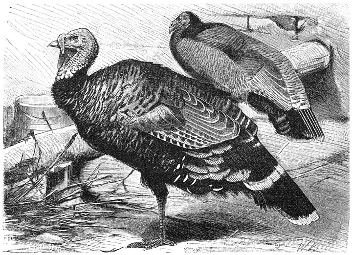 Gewone Kalkoen (Meleagris gallopavo), ⅛ v. d. ware grootte.