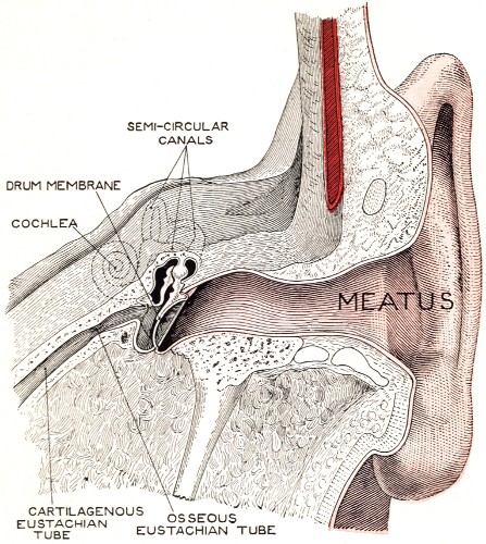 PLATE II