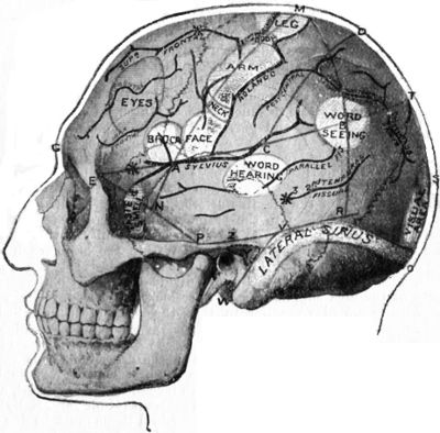 Fig. 179.—Relations of the Motor and Sensory Areas to the Convolutions and to Chiene's Lines.