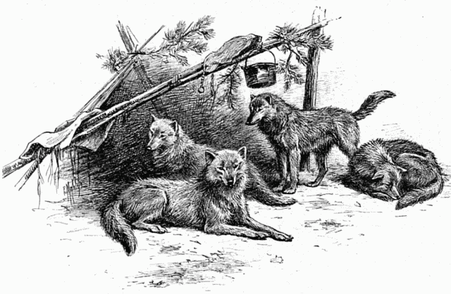 CHIENS-LOUPS DE L'ALASKA. DESSIN DE MALHER, D'APRÈS LE CROQUIS DE L'AUTEUR.