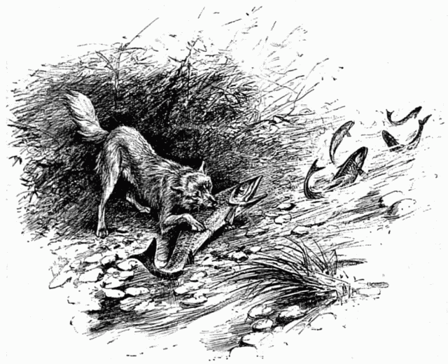 CHIEN PÊCHANT DES SAUMONS. DESSIN DE MALHER, D'APRÈS LE CROQUIS DE L'AUTEUR.