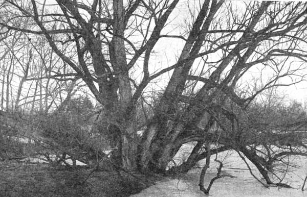 A white willow in a characteristic position