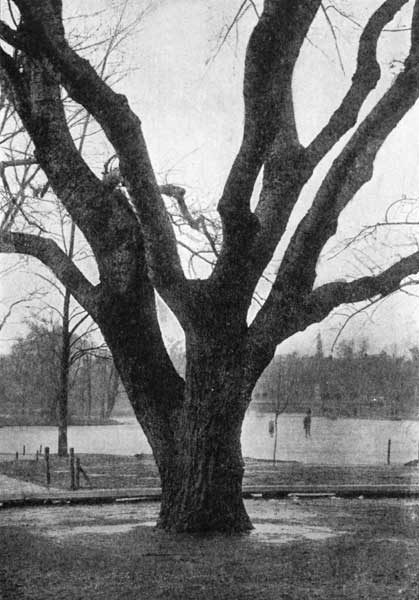 Winter aspect of the cottonwood tree