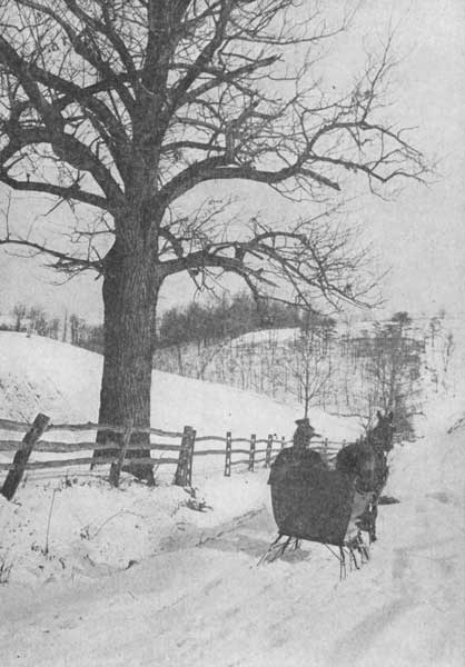 The  American sweet chestnut