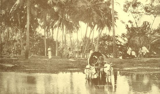 This is our bullock-bandy. The water was up to the top of the bank when we crossed last. The palms are cocoanuts.