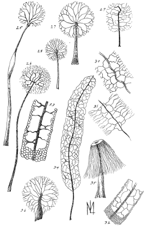 Vol. XVI. Plate XI.