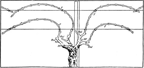 Fig. 25. Head pruning: fan-shaped head; fruit canes tied to horizontal trellis.