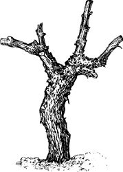 Fig. 31. Four-year-old vine pruned for vase-formed head.