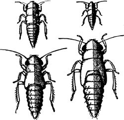 Fig. 41. First four stages of the grape leaf-hopper. (Enlarged.)