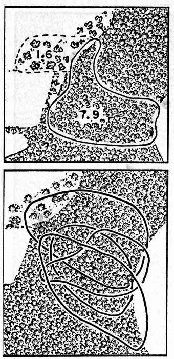 Diagrams showing home ranges of cottontails in relation to woodland and open fields on the study area. One inch equals approximately 545 feet.