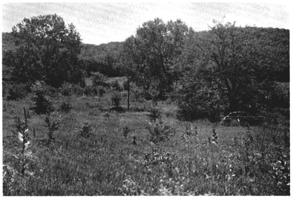 Summer aspect of the vegetation, on July 14, 1955; same view as shown in Fig. 1.