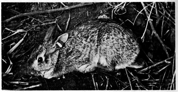 Cottontail bearing ear-tags and ribbon.