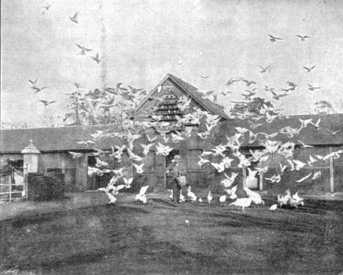 FEEDING TIME OF THE PIGEONS, FOWLS, AND TURKEYS