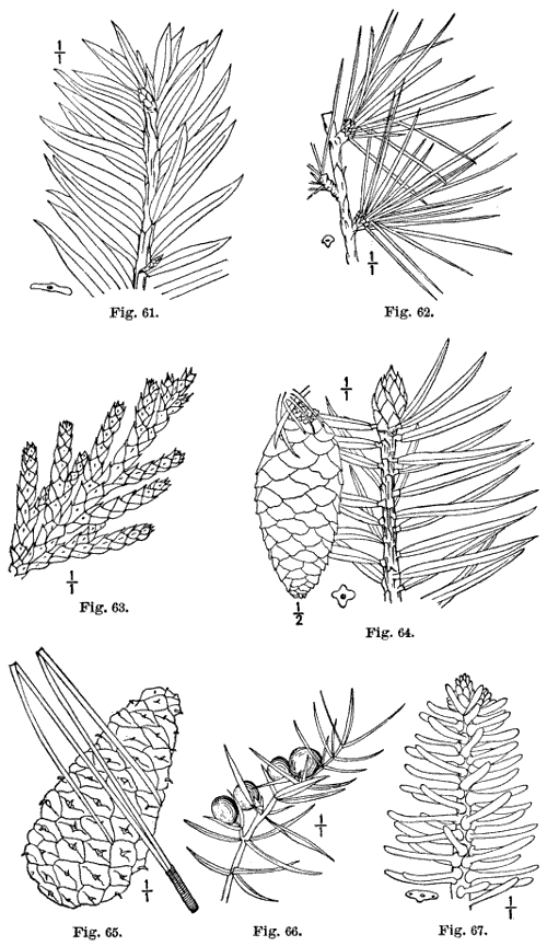 Fig. 61-67.