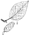 M. acuminàta.