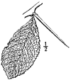 C. Crus-gálli.