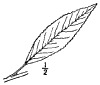 S. amygdaloìdes.