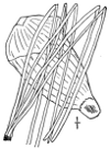 P. Stróbus.