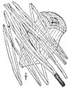 P. ponderòsa.