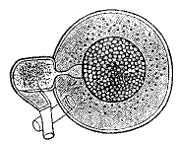 Fig. 99.