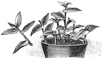 Fig. 26. Pot met Tradescantia-stekken.