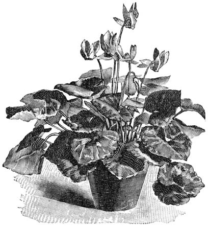 Fig. 119. Cyclamen persicum.