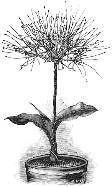 Fig. 122. Hæmanthus Kalbreyeri.