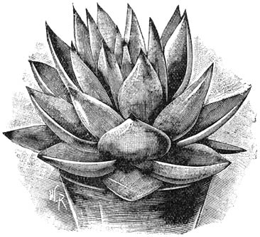 Fig. 204. Echeveria agavoïdes.