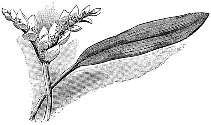 Fig. 259. Aponogeton distachyon.