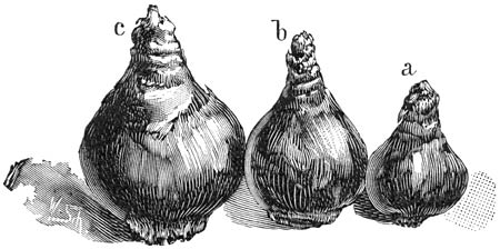 Fig. 291. Tazetten-bollen.