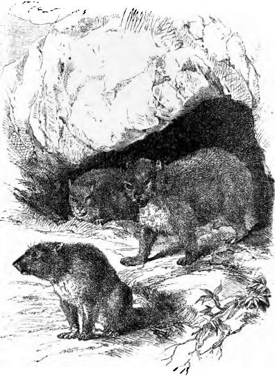 Klippschliefer (Hyrax abessinicus)