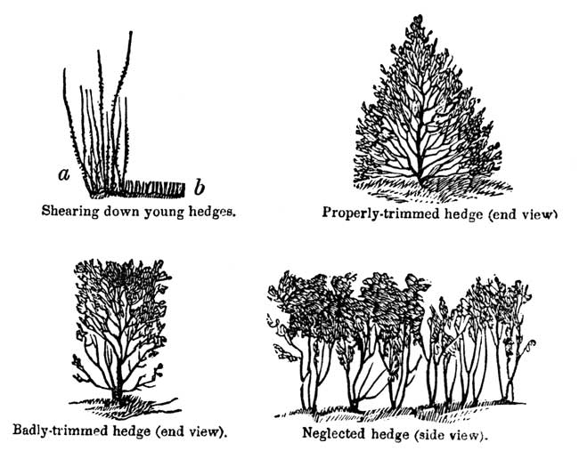 Shearing down young hedges. Properly-trimmed hedge (end view).Badly-trimmed hedge (end view).Neglected hedge (side view).