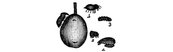 (1) Curculio, in the beetle-form, life-size. (2) Its assumed form when disturbed or shaken from the tree. (3) Larva, or worm, as found in the fallen fruit. (4) Pupa, or chrysalis state, in which it lives in the ground.