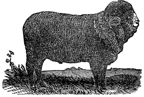 The French Merino Ram.