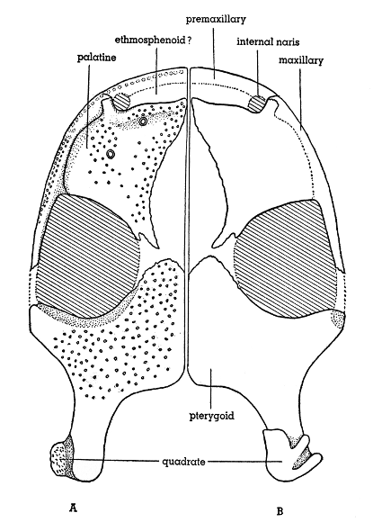 Fig. 4. Hesperoherpeton garnettense Peabody. Palate reconstructed; ventral aspect at left, showing teeth, dorsal aspect at right. KU 10295, × 4.