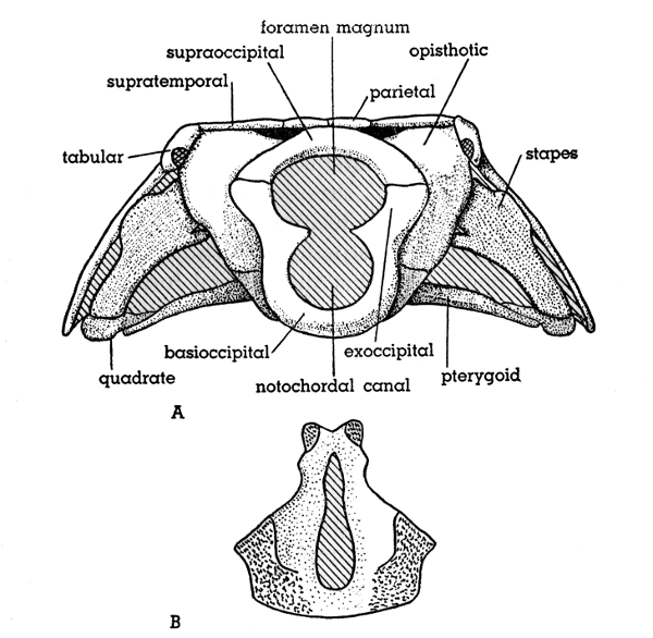 Fig. 5. Hesperoherpeton garnettense Peabody, KU 10295, × 4. A, occipital view of skull; B, basioccipital bone in dorsal (internal) view.