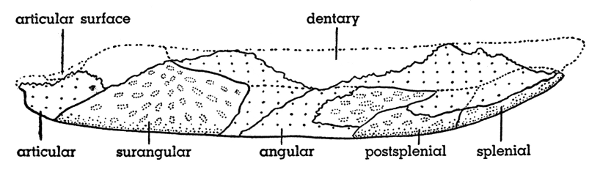 Fig. 6. Hesperoherpeton garnettense Peabody. Right mandible, lateral view, KU 10295, × 4. External surfaces are pitted; broken surfaces are coarsely stippled.