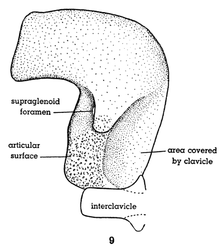 Fig. 9. Hesperoherpeton garnettense Peabody. Right scapulocoracoid in external view, showing part of interclavicle, and position occupied by clavicle. The specimen is flattened and lies entirely in one plane. KU 10295, × 4.