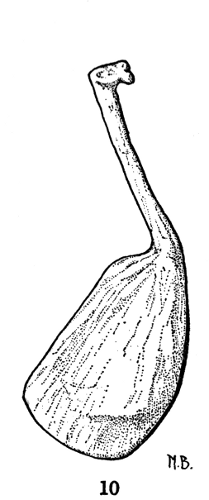 Fig. 10. Hesperoherpeton garnettense Peabody. Right clavicle in external view. Anterior edge to right. KU 10295, × 4.