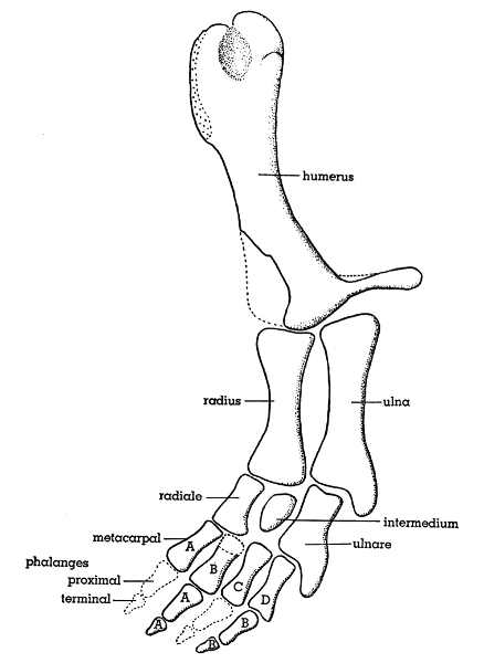 Fig. 11. Hesperoherpeton garnettense Peabody. Left forelimb, showing characters of both a crossopterygian fin and an amphibian foot. KU 10295, × 4.