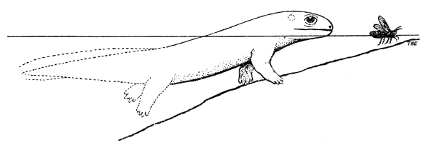 Fig. 12. Hesperoherpeton garnettense Peabody. Probable appearance in life. × 0.5.