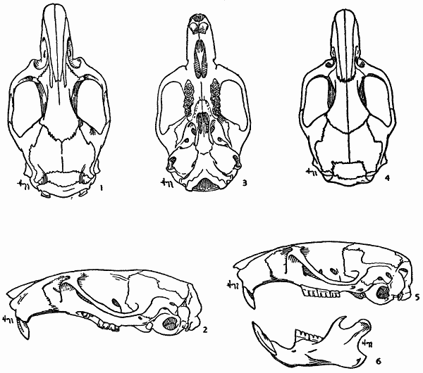 FIGS. 1-6. Skulls of _Neotoma mexicana_.