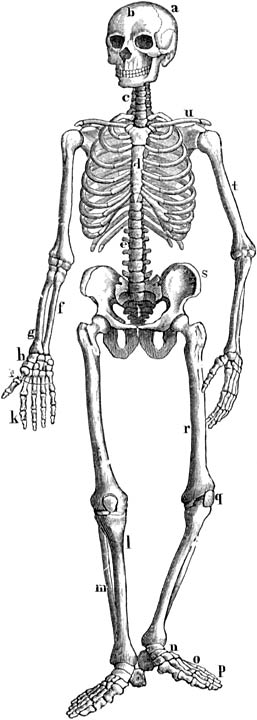 Fig. 3. Geraamte van den mensch.