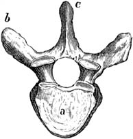 Fig. 4. Wervel, op de gewrichtsvlakte gezien.