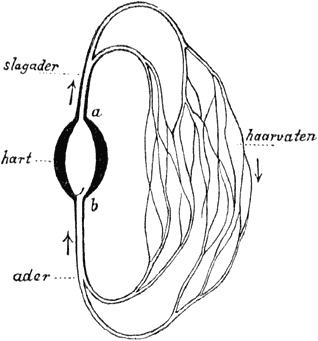 Fig. 16. Schets van den bloedsomloop.