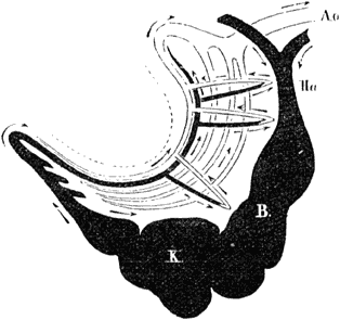 Fig. 24. Bloedsomloop van den visch, iets minder schematisch dan fig. 23.