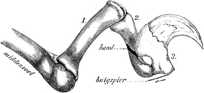 Fig. 39. Teen van een katachtig dier.