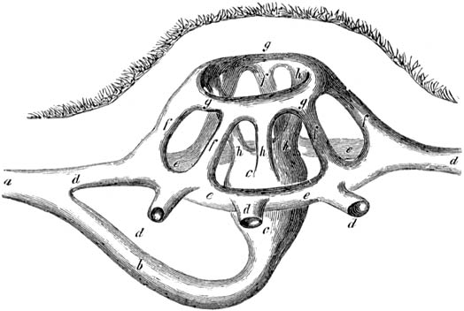 Fig. 46. Molsnest.